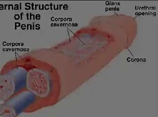 A study of the human penis