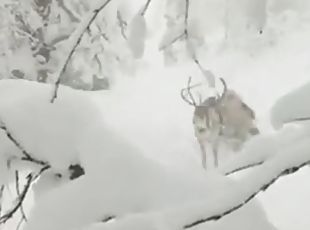 любительское, винтаж, забавное